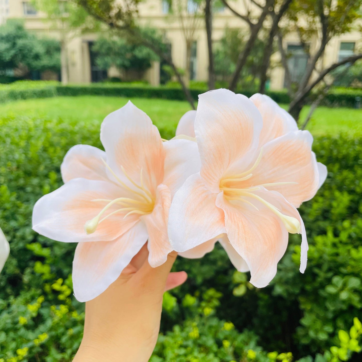 Super Large Lily Claw within Orange